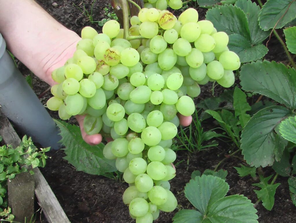 Виноград сорта экстра. Виноград белый супер-экстра. Виноград сорта экстра. Виноград сорта экстра. Сорт винограда супер экстра.