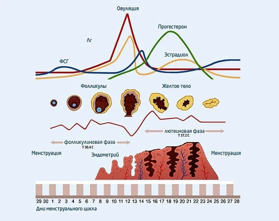 Уровни гормонов в фазы менструационного цикла. Цикл менструационного цикла по дням по фазам. Уровень гормонов у женщин по дням цикла. Фазы менструационного цикла прогестерон. Овуляция на 21 день