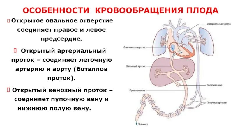 Кровообращение плода боталлов проток. Плацентарный круг кровообращения. Анатомо физиологические особенности кровообращения плода. Кровообращение плода схема. Особенности гемодинамики