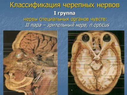5 7 черепные нервы