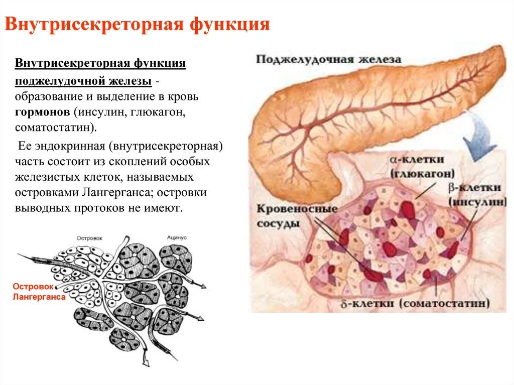Инсулин гормон клеток островков лангерганса. Лангерганса поджелудочной железы. Поджелудочная железа внутренней секреции. Островки Лангерганса поджелудочной железы. Эндокринная часть поджелудочной железы функции.