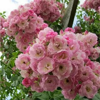 Мускусные розы описание