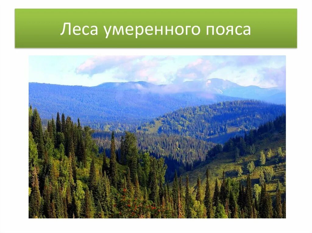 Леса умеренного пояса. Умеренный пояс леса. Леса умеренного пояса России. Леса умеренного пояса климат.