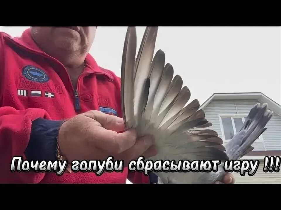 Почему голубь трясется. Почему голубь трясется