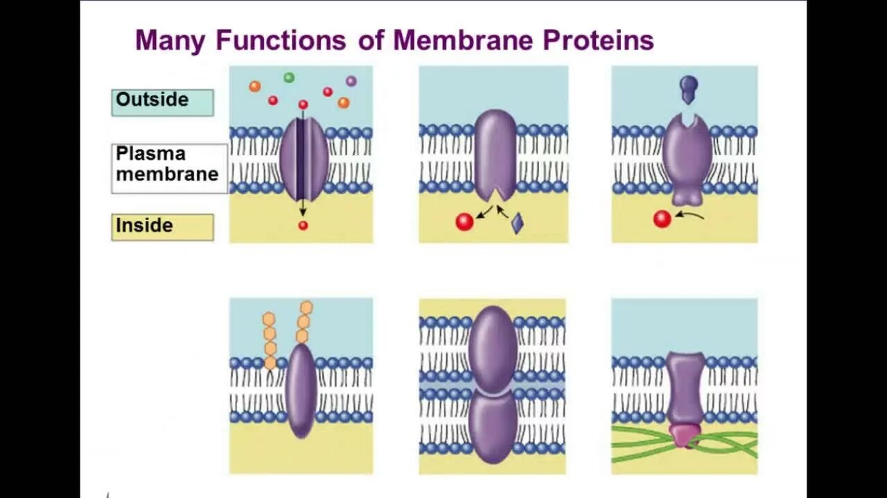 Membrane перевод. Proteins of cell membrane. cell membrane function. cell membrane protein function. membrane structure.