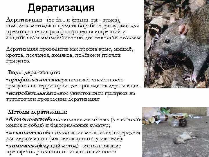 Борьба с насекомыми и грызунами. Методы борьбы с грызунами. Методы истребления грызунов. Меры борьбы с грызунами кратко. Меры борьбы с грызунами сообщение.