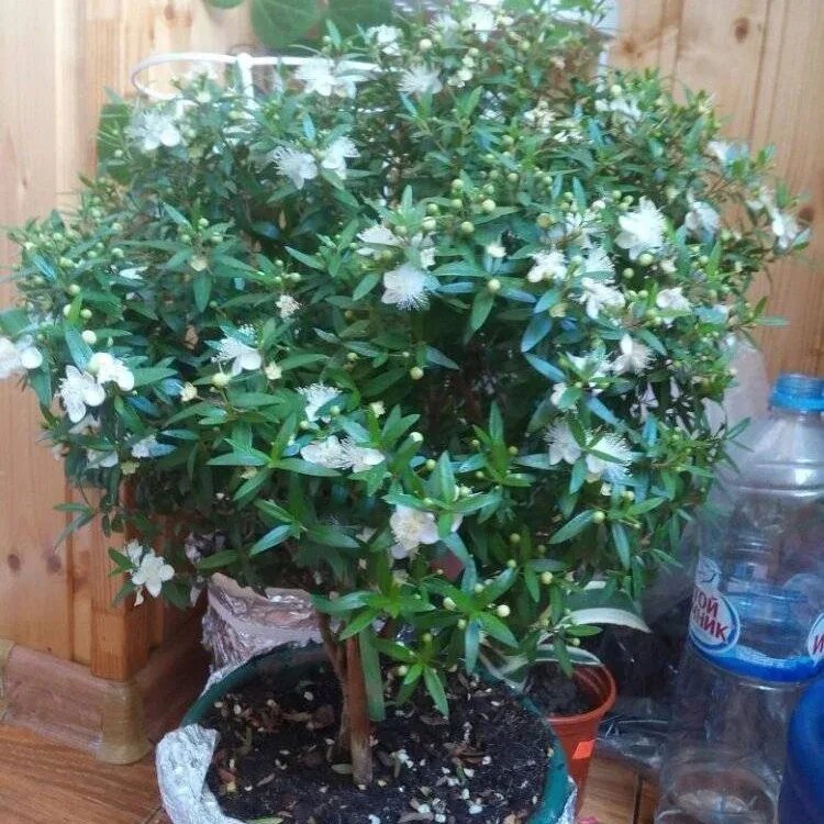 Мирт Myrtus communis. Мирт обыкновенный (Myrtus communis. Мирт коммунис штамбовый. Мирт адамово дерево. Мирт как ухаживать в домашних