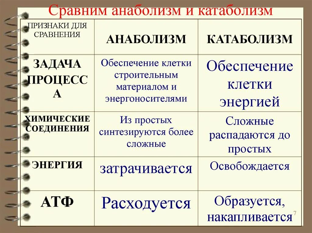 Ассимиляция и диссимиляция презентация. Этапы ассимиляции в биологии. Процессы ассимиляции и диссимиляции таблица. Обмен веществ ассимиляция и диссимиляция таблица. Диссимиляция в биологии