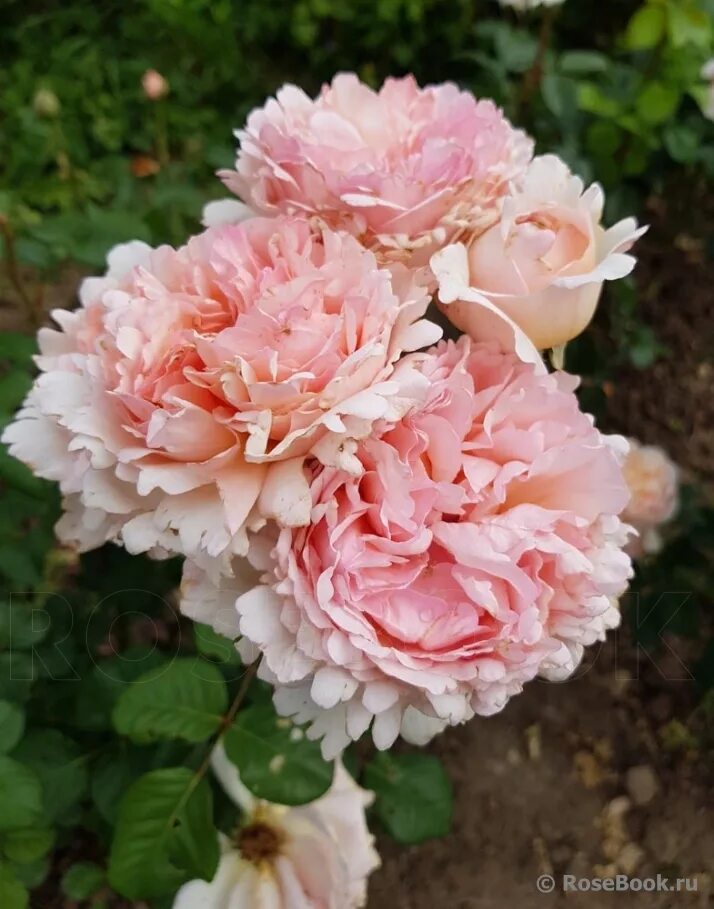 Top 10 cei mai cumparati trandafiri de gradina in 2018- Famous Roses