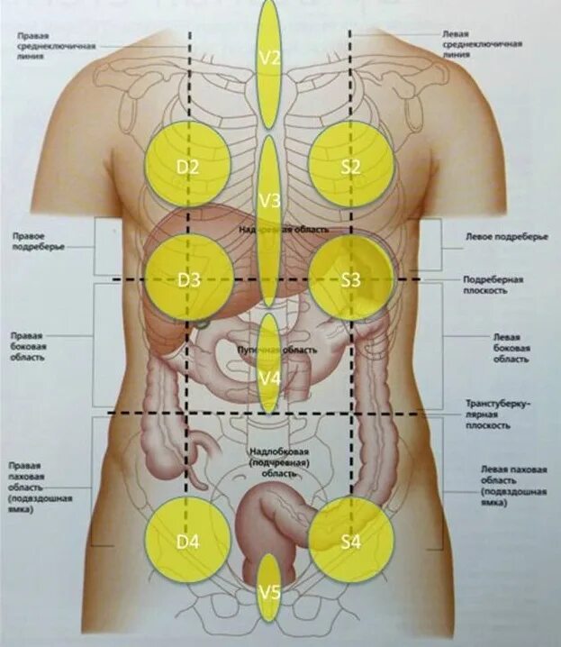 Зоны DSV Чикурова. Висцеральный массаж Огулов. Расположение органов со спины. Проекция внутренних органов на тело.