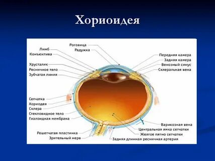 Сосудистая оболочка