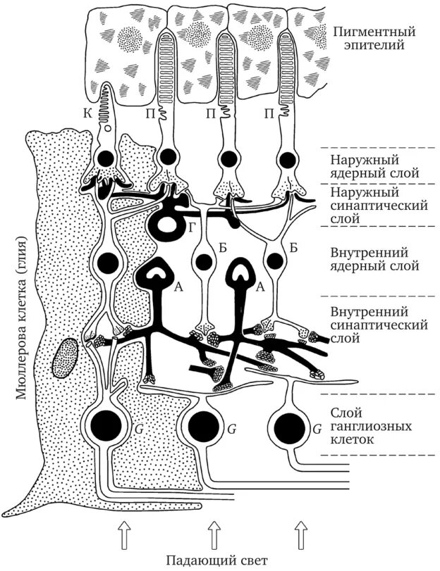 Схема зрительного рецептора. Схема нейронного строения сетчатки. Клетки пигментного эпителия сетчатки. Строение сетчатки.