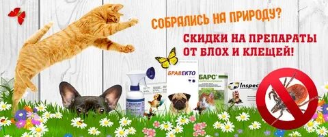 Когда начинают действовать таблетки от клещей