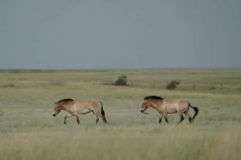 Джок порно тегін