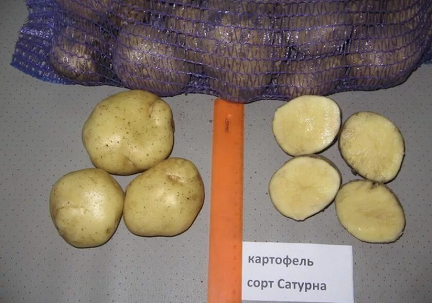Картофель сорт пароли. Сорт картофеля сатурн. картофель сорт лейс. сорт картошки колумба. картошка чипсовых сортов.