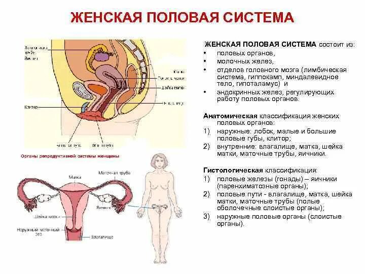 Органы составляющие женскую