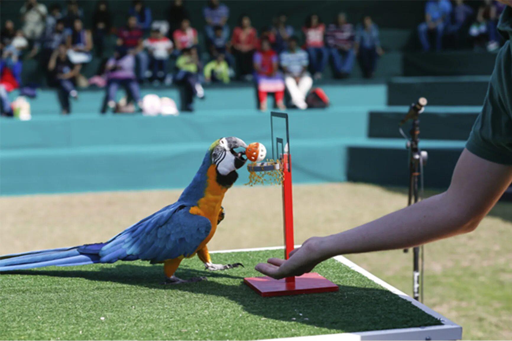 Птицы в Дубае. Dubai Bird show. Dubai Dolphinarium. Dubai Birds.