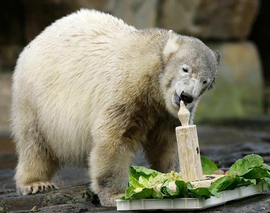 Американский медведь гризли. Млекопитающие медведь бурый. Самый популярный медведь в мире. Гризли североамериканский бурый медведь. Камчатский бурый медведь.