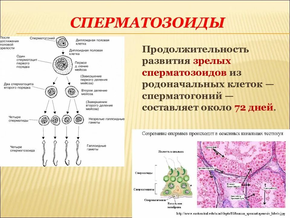 Продолжительность жизни сперматозоидов. Формирование спермия. Процесс формирования сперматозоидов. Схема развития сперматозоидов.