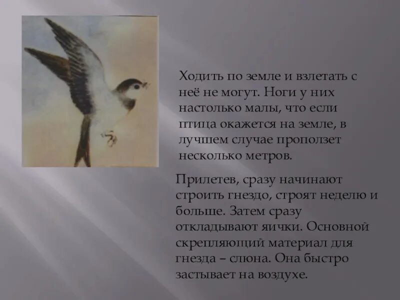Стрижи сообщение 4 класс литературное чтение. Литературное чтение 4 класс стрижонок скрип в.астафьев. в п астафьев стрижонок скрип. сообщение по литературе 4 класс стрижонок скрип. астафьев стрижонок скрип 4 класс.