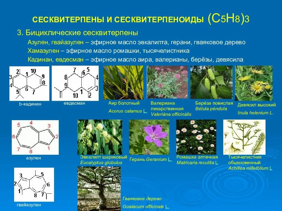 Лекарственное растительное сырье содержащие эфирные масла. Монотерпены и сесквитерпены. Растения содержащие сесквитерпены. Лактоны сесквитерпена. Эфирные масла, содержащие бициклические сесквитерпены.