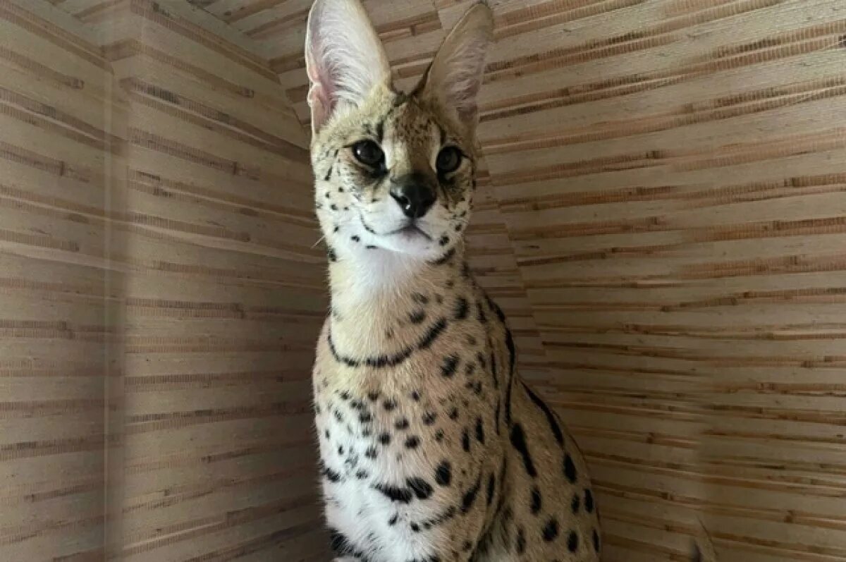 Котята сервала фото Pin on Savanna