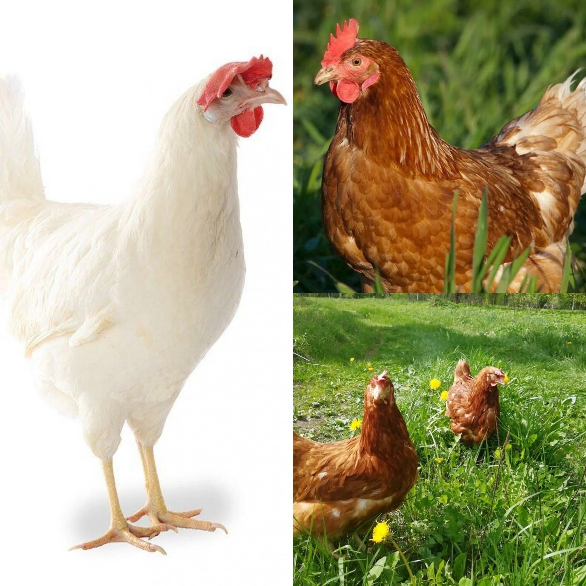 леггорн браун. ломан лс куры описание. ломан лс куры описание. куры хайсекс уайт. куры ломан.