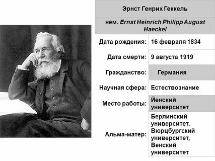 Немецкий биолог э геккель писал в 1904