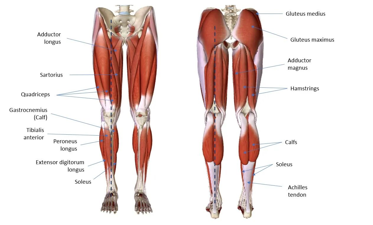 Мышцы аддукторы. Аддукторы бедра мышцы. Сухожилие квадрицепса бедра. Мышцы ног квадрицепс.