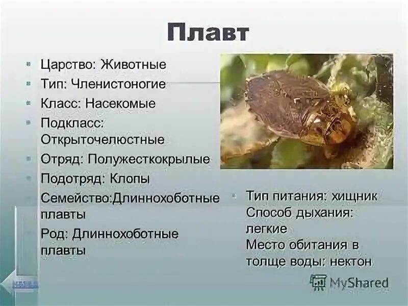 Царство насекомых есть или нет. Плавт клоп. плавт личинка. клопы отряд насекомых. отряд полужесткокрылые представители.