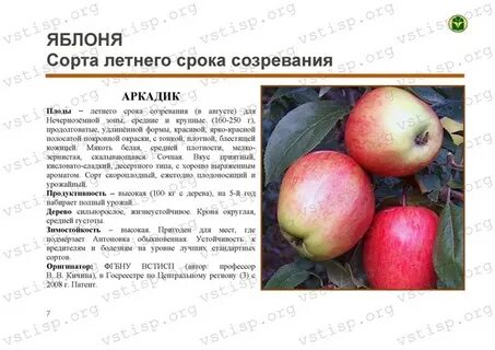 Яблоня сроки созревания