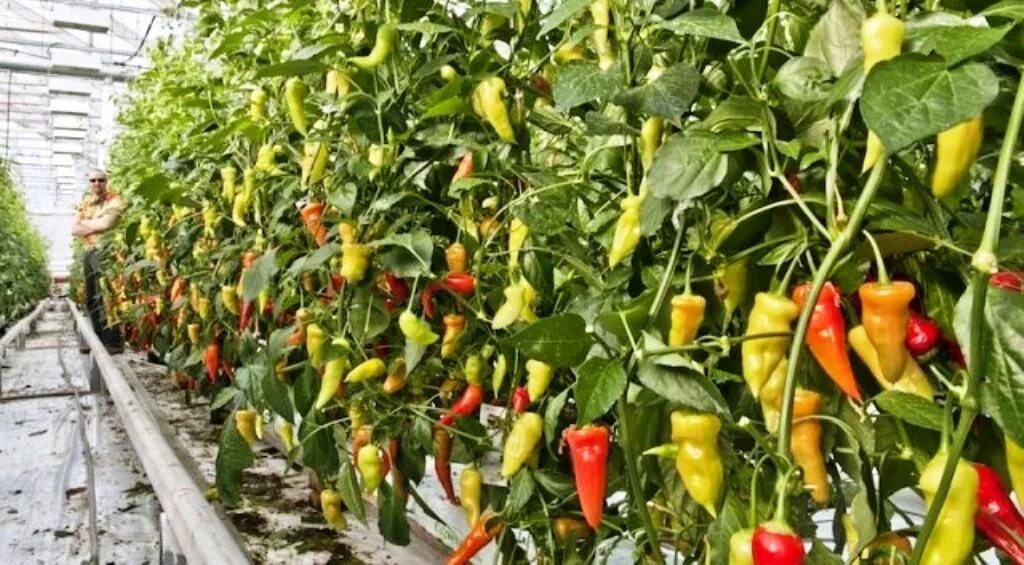 Горький перец куст. Перец тепличный огонёк в теплице. Перец рамиро рассада. Джипси перец сладкий. Перец какаду в теплице кусты.