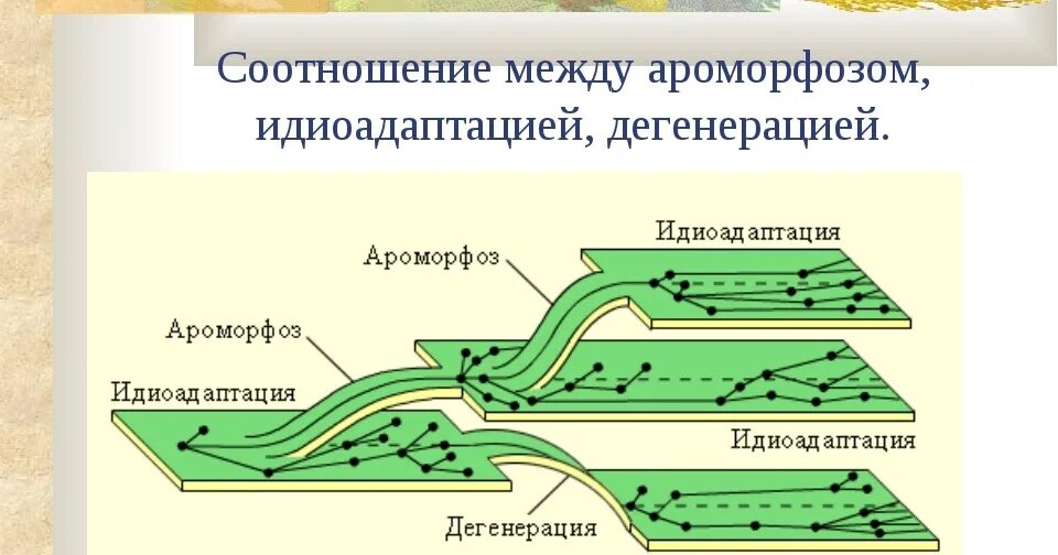 Примеры ароморфоза и дегенерации. Ароморфоз идиоадаптация общая дегенерация это пути достижения. Схема ароморфоза идиоадаптации и дегенерации. Эволюция ароморфоз идиоадаптация общая дегенерация. Ароморфоз идиоадаптация схема.