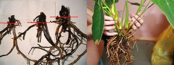 Антуриум корни. Антуриум воздушные корни. Антуриум цветок корни. Здоровые корни спатифиллума.