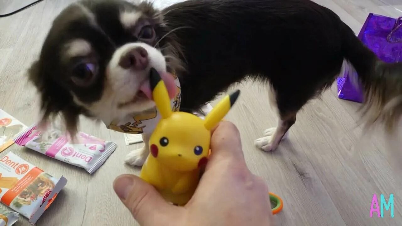 мэджик петс 2022. мэджик фэмили аня. мэджик фэмили аня. включи ролики magic. включи ролики magic.