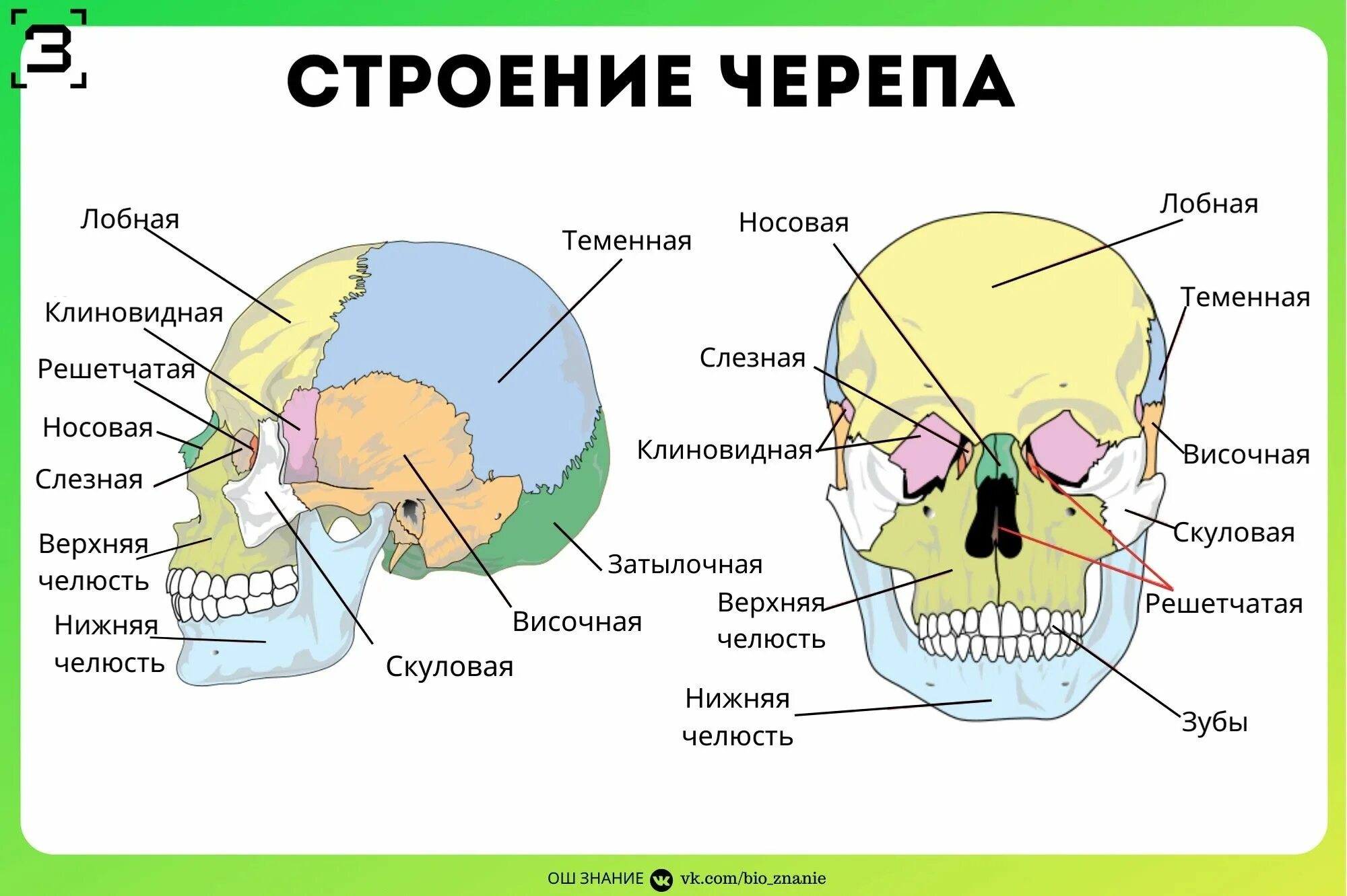 Внутреннее строение черепа сбоку. Кости черепа человека биология. Череп строение анатомия кости. Строение кости черепа человека. Мозговая лицевая часть черепа