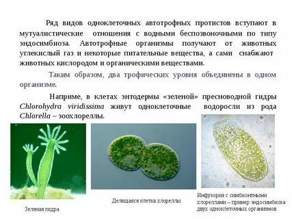 Какие покровы у простейших