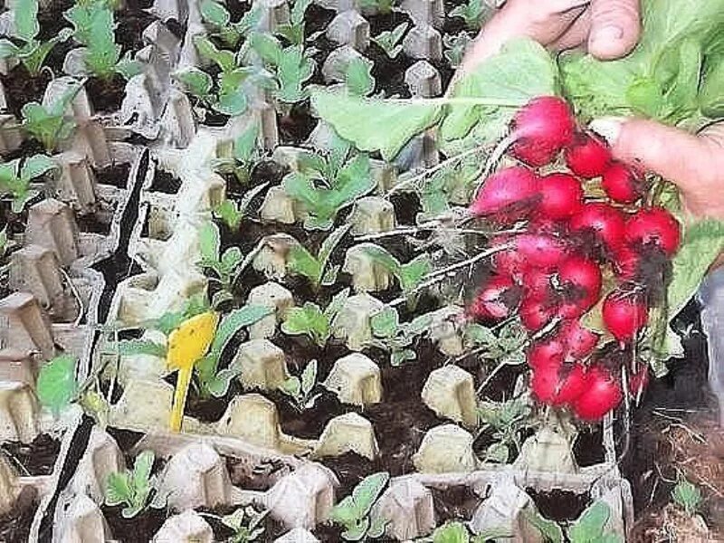 Рассада в ячейках из-под яиц. Рассада в кассетах из под яиц. Рассада в яичных ячейках. Редиска в из под яиц. Посев в яичные кассеты.