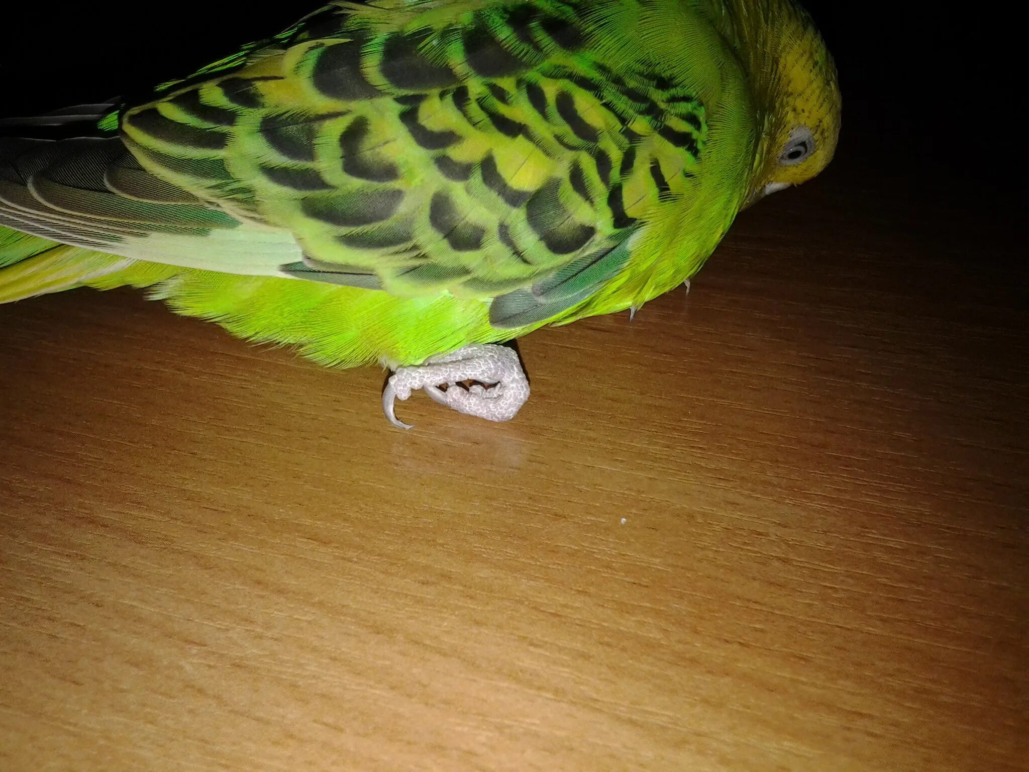 Перелом у волнистого попугая. Попугай сломал ногу что делать в домашних условиях. Лапы попугая. Попугай сломал. Попугай сломал.