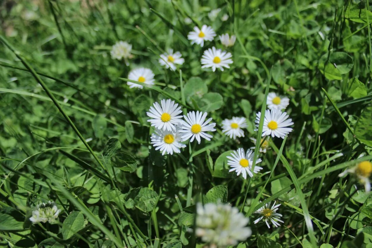 Тысячелистник лабазниковый. Тысячелистник обыкновенный (achillea millefolium l. Травянистая растительность. Многолистник луговой. Астер цветок белый луговой.