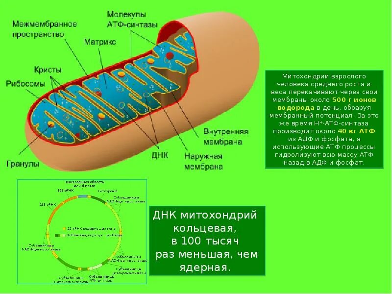 Кристы митохондрий. Митохондрии и свободные радикалы.