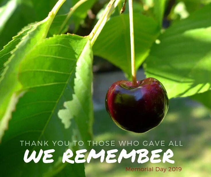 Cherries stock photo. Image of isolated, dessert, ruby - 32470552