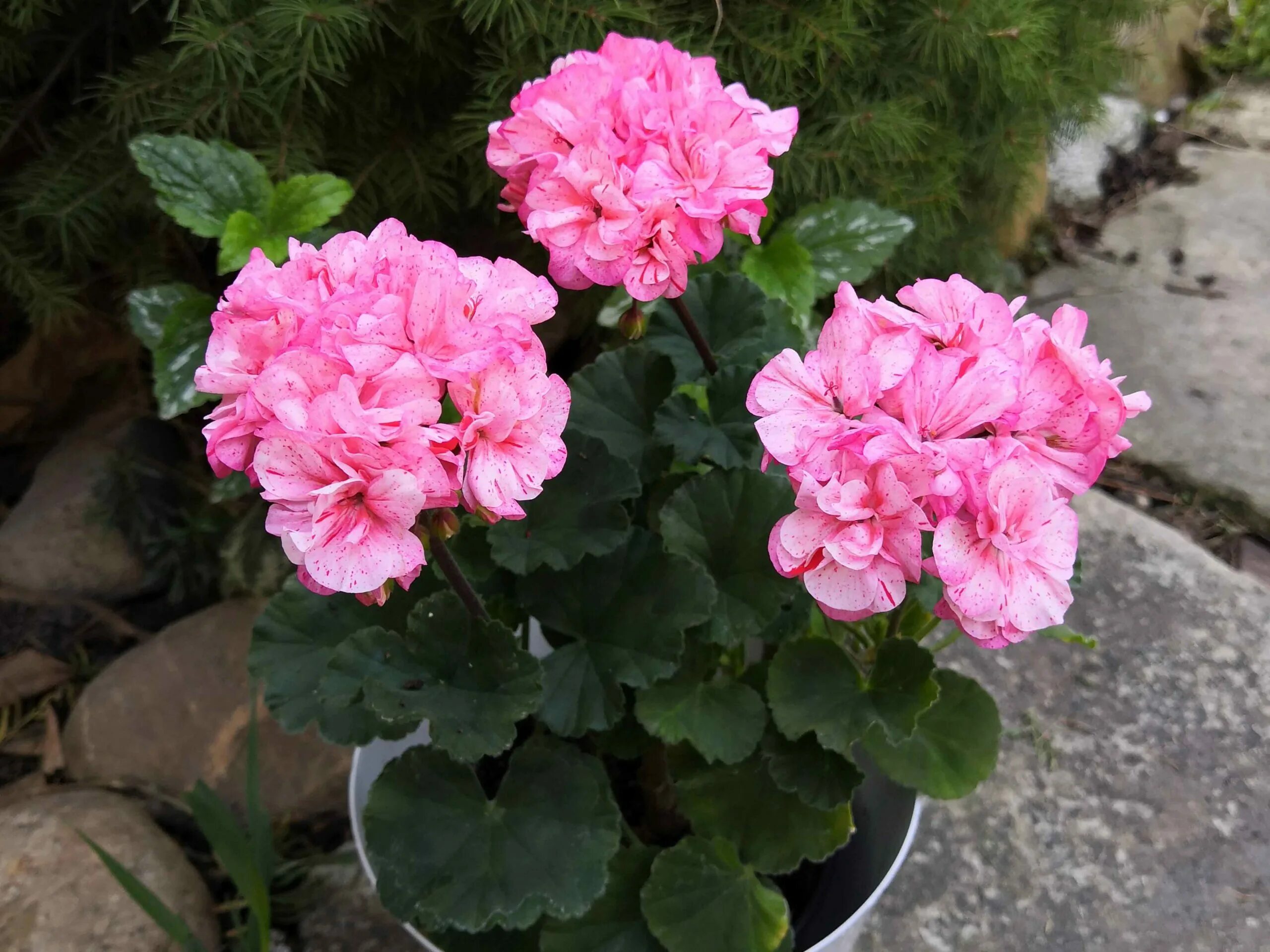 Katerina пеларгония. Пеларгония brookside bolero. Зональные пеларгонии brookside fantasy. Пеларгонии brookside. Пеларгонии brookside.