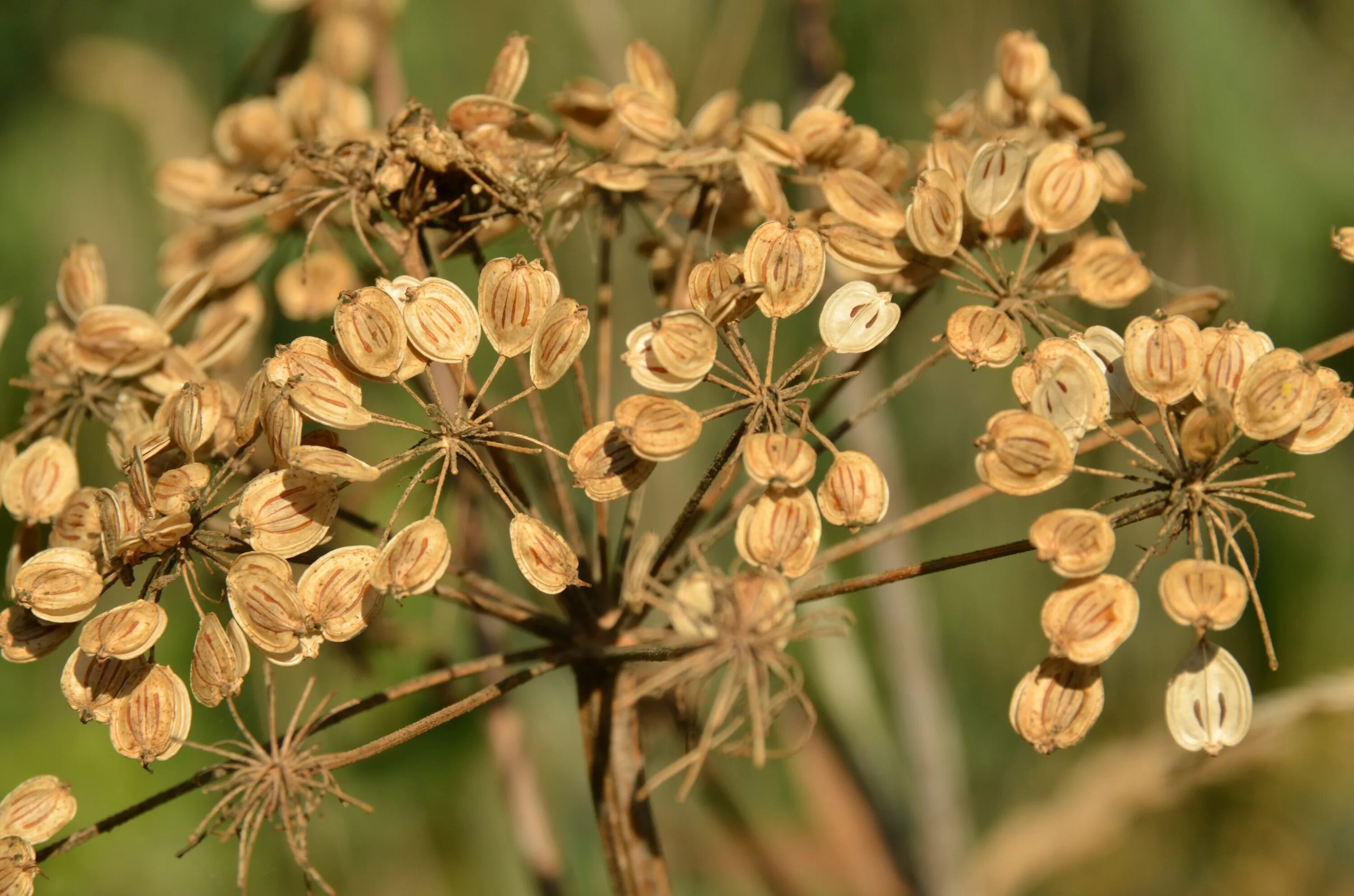 Dry plants. Семенные коробочки цветов. Семенные цветы. Кустарник с коробочками. Декоративные семенные коробочки.