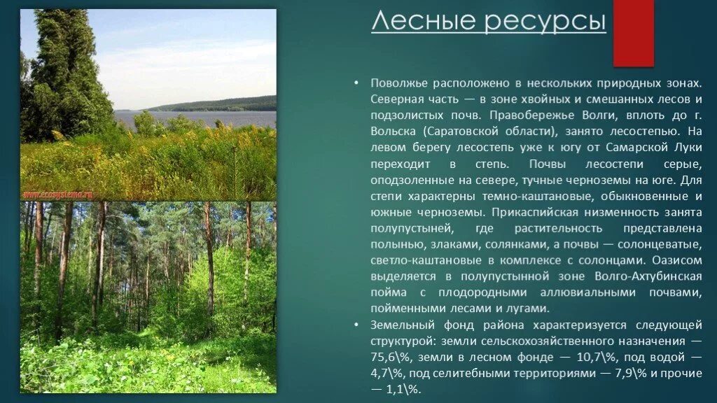 Лесные природные ресурсы поволжья. Природные ресурсы Поволжского района. Лесные ресурсы Поволжья. Природные ресурсыgjdjk;MZ. Лесные ресурсы Поволжского района.