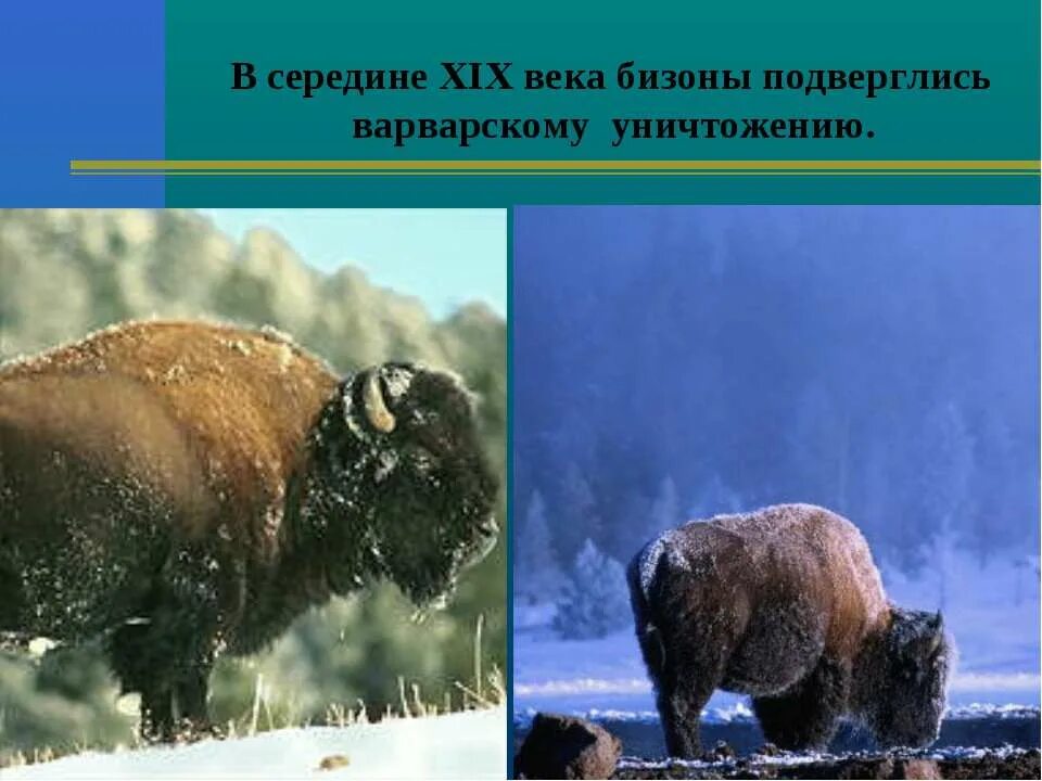 животные прерии северной америки. бизоны в северной америке. бизон описание. бизон природная зона. беловежская пуща буйволы.