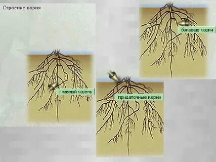 Корень развивающийся из корешка зародыша называют
