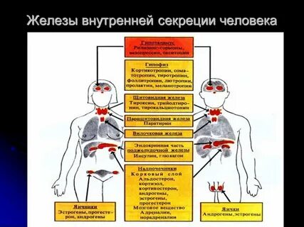 Половая железа внутренняя секреция