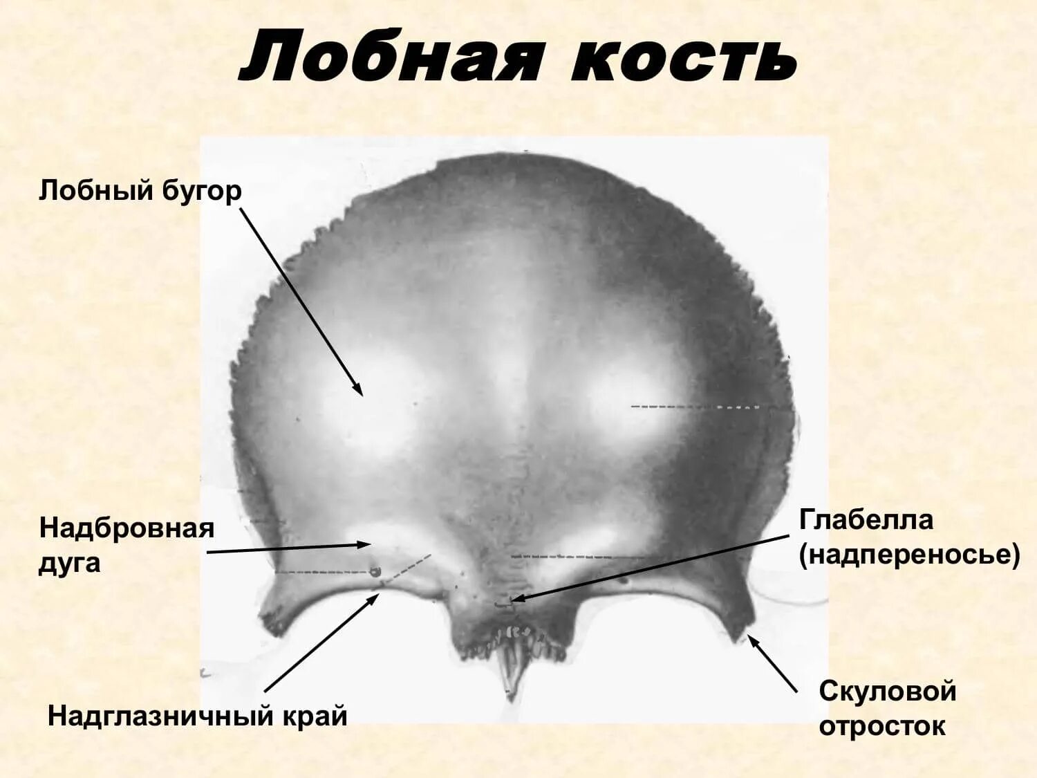 Лобная кость строение. Строение лобной кости черепа. Лобная кость строение анатомия основные части. Строение чешуи лобной кости.