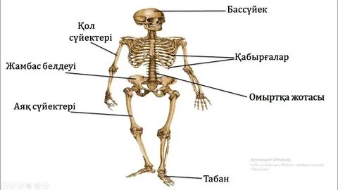 Мен аяғымды сындырдым порно фото видео